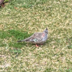 Ocyphaps lophotes at Port Macquarie, NSW - 29 Jul 2024