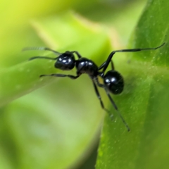 Polyrhachis sp. (genus) (A spiny ant) at Port Macquarie, NSW - 29 Jul 2024 by Hejor1