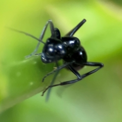 Polyrhachis sp. (genus) at Port Macquarie, NSW - 29 Jul 2024 03:35 PM