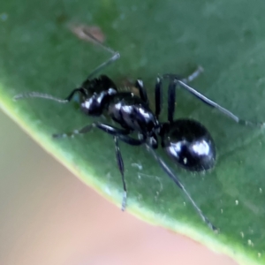 Polyrhachis sp. (genus) at Port Macquarie, NSW - 29 Jul 2024 03:35 PM