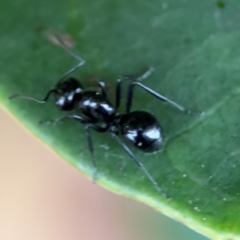 Polyrhachis sp. (genus) at Port Macquarie, NSW - 29 Jul 2024 03:35 PM