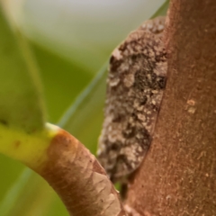 Scolypopa australis at Port Macquarie, NSW - 29 Jul 2024 by Hejor1