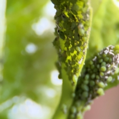 Aphididae (family) (Unidentified aphid) at Port Macquarie, NSW - 29 Jul 2024 by Hejor1