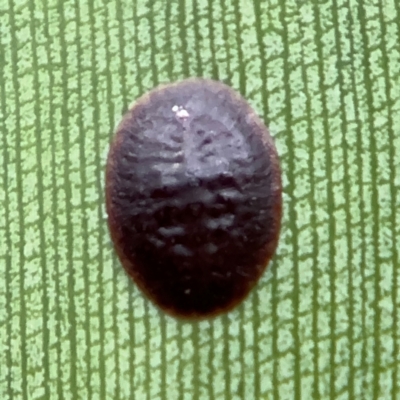Coccidae sp. (family) (Unidentified coccid scale insect) at Port Macquarie, NSW - 29 Jul 2024 by Hejor1