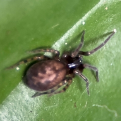 Badumna sp. (genus) at Port Macquarie, NSW - 29 Jul 2024 by Hejor1