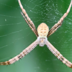 Argiope (genus) (A St. Andrew's cross spider) at Port Macquarie, NSW - 29 Jul 2024 by Hejor1