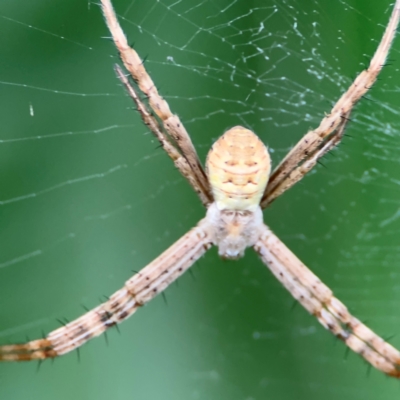 Argiope (genus) (A St. Andrew's cross spider) at Port Macquarie, NSW - 29 Jul 2024 by Hejor1