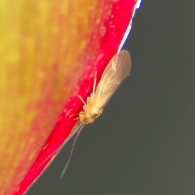 Valenzuela sp. (genus) at Port Macquarie, NSW - 29 Jul 2024 by Hejor1