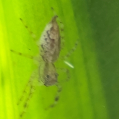 Helpis minitabunda (Threatening jumping spider) at Port Macquarie, NSW - 29 Jul 2024 by Hejor1