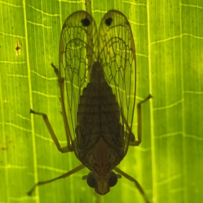 Magia subocellata (Palm Planthopper) at Port Macquarie, NSW - 29 Jul 2024 by Hejor1