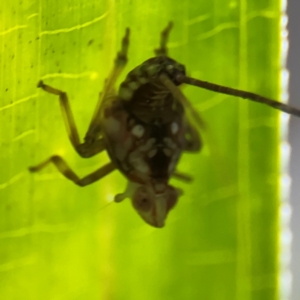 Fulgoroidea (superfamily) at Port Macquarie, NSW - 29 Jul 2024 03:05 PM
