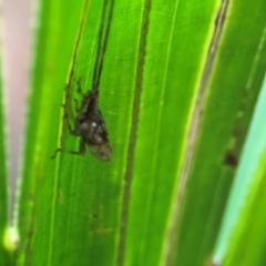 Fulgoroidea (superfamily) at Port Macquarie, NSW - 29 Jul 2024 03:05 PM