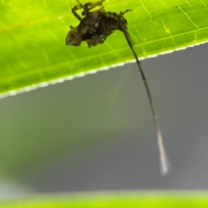 Fulgoroidea (superfamily) at Port Macquarie, NSW - 29 Jul 2024 03:05 PM