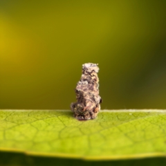 Lepidoscia lainodes (A Case moth (Psychidae)) at Thrumster, NSW - 29 Jul 2024 by Hejor1