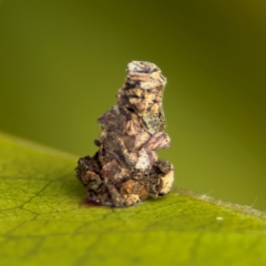 Lepidoscia lainodes at Thrumster, NSW - 29 Jul 2024 02:07 PM