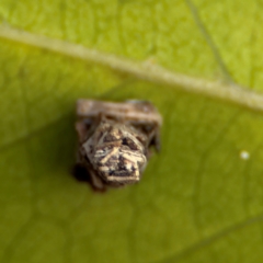 Lepidoscia lainodes at Thrumster, NSW - 29 Jul 2024 02:07 PM