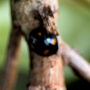 Orcus australasiae at Thrumster, NSW - 29 Jul 2024