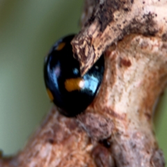 Orcus australasiae at Thrumster, NSW - 29 Jul 2024