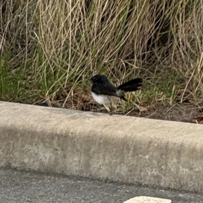 Rhipidura leucophrys (Willie Wagtail) at Thrumster, NSW - 29 Jul 2024 by Hejor1