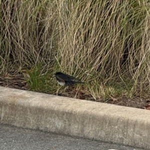 Rhipidura leucophrys at Thrumster, NSW - 29 Jul 2024 02:00 PM