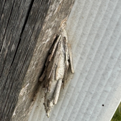 Metura elongatus (Saunders' case moth) at Thrumster, NSW - 29 Jul 2024 by Hejor1