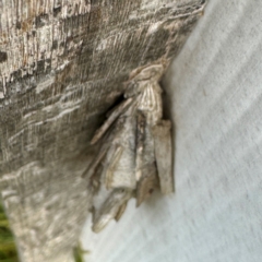 Metura elongatus at Thrumster, NSW - 29 Jul 2024 01:57 PM
