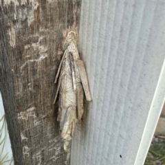 Metura elongatus at Thrumster, NSW - 29 Jul 2024 01:57 PM