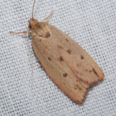 Prionocris (genus) (A Conceler moth (Wingia Group)) at Freshwater Creek, VIC - 25 Dec 2022 by WendyEM