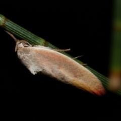 Ptyoptila matutinella (Wingia Group) at Freshwater Creek, VIC - 25 Dec 2022 by WendyEM