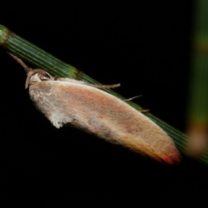 Ptyoptila matutinella at Freshwater Creek, VIC - 26 Dec 2022