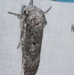 Cryptophasa irrorata (A Gelechioid moth (Xyloryctidae)) at Freshwater Creek, VIC - 25 Dec 2022 by WendyEM