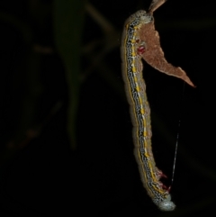 Chlenias (genus) (A looper moth) at Freshwater Creek, VIC - 25 Dec 2022 by WendyEM