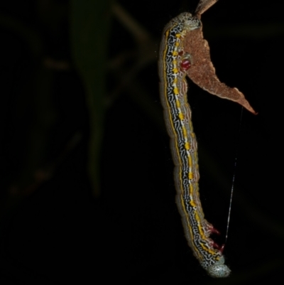 Chlenias (genus) (A looper moth) at Freshwater Creek, VIC - 26 Dec 2022 by WendyEM