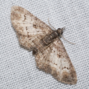 Chloroclystis insigillata at Freshwater Creek, VIC - 25 Dec 2022