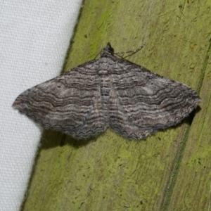 Chrysolarentia severata at Freshwater Creek, VIC - 25 Dec 2022 10:53 PM
