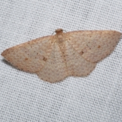 Epicyme rubropunctaria (Red-spotted Delicate) at Freshwater Creek, VIC - 25 Dec 2022 by WendyEM