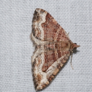 Epyaxa subidaria at Freshwater Creek, VIC - 26 Dec 2022