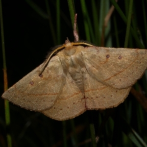 Anthela acuta at Freshwater Creek, VIC - 26 Dec 2022 12:17 AM