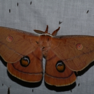 Opodiphthera helena at Freshwater Creek, VIC - 25 Dec 2022 10:51 PM