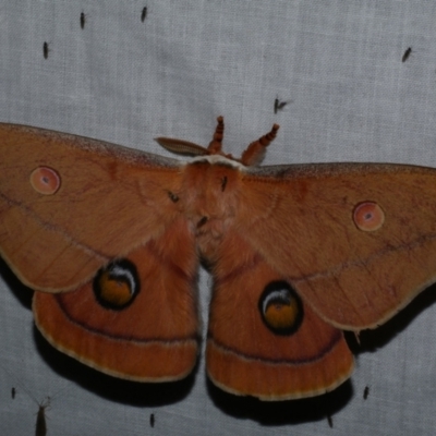 Opodiphthera helena (Helena Gum Moth) at Freshwater Creek, VIC - 25 Dec 2022 by WendyEM