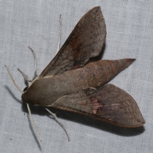 Hippotion scrofa at Freshwater Creek, VIC - 25 Dec 2022 10:57 PM