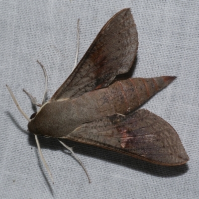 Hippotion scrofa (Coprosma Hawk Moth) at Freshwater Creek, VIC - 25 Dec 2022 by WendyEM