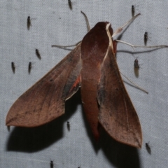 Hippotion scrofa (Coprosma Hawk Moth) at Freshwater Creek, VIC - 26 Dec 2022 by WendyEM