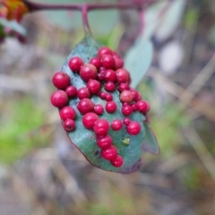 Unverified Eucalyptus Gall at Isaacs, ACT - 23 Sep 2021 by MB