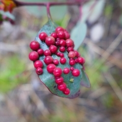 Unidentified Eucalyptus Gall at Isaacs, ACT - 22 Sep 2021 by MB