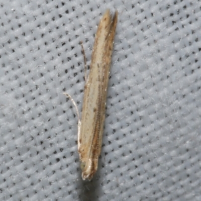 Batrachedra (genus) (The single genus of family Batrachedridae) at Freshwater Creek, VIC - 25 Dec 2022 by WendyEM