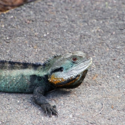 Intellagama lesueurii howittii (Gippsland Water Dragon) at Uriarra Village, ACT - 3 Oct 2021 by MB