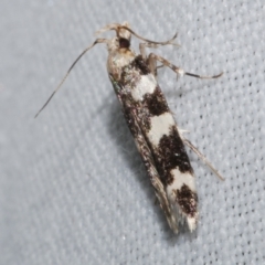 Limnaecia camptosema (A Cosmet moth (Cosmopteriginae) at Freshwater Creek, VIC - 26 Dec 2022 by WendyEM