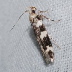 Limnaecia camptosema (Cosmopterigid) at Freshwater Creek, VIC - 26 Dec 2022 by WendyEM