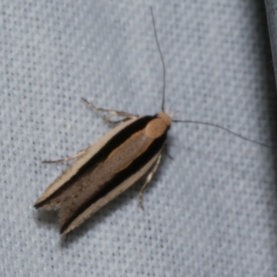 Macrenches clerica (Gelechiidae) at Freshwater Creek, VIC - 26 Dec 2022 by WendyEM